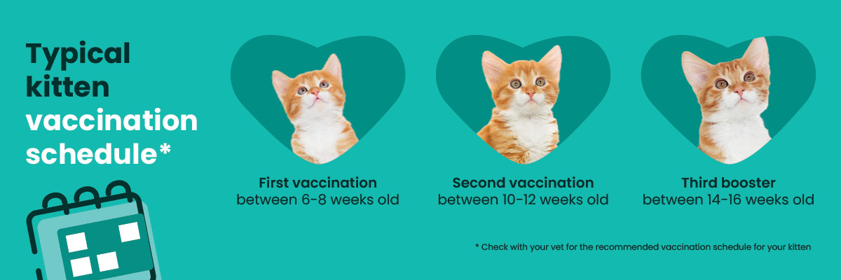 Kitten vaccination schedule