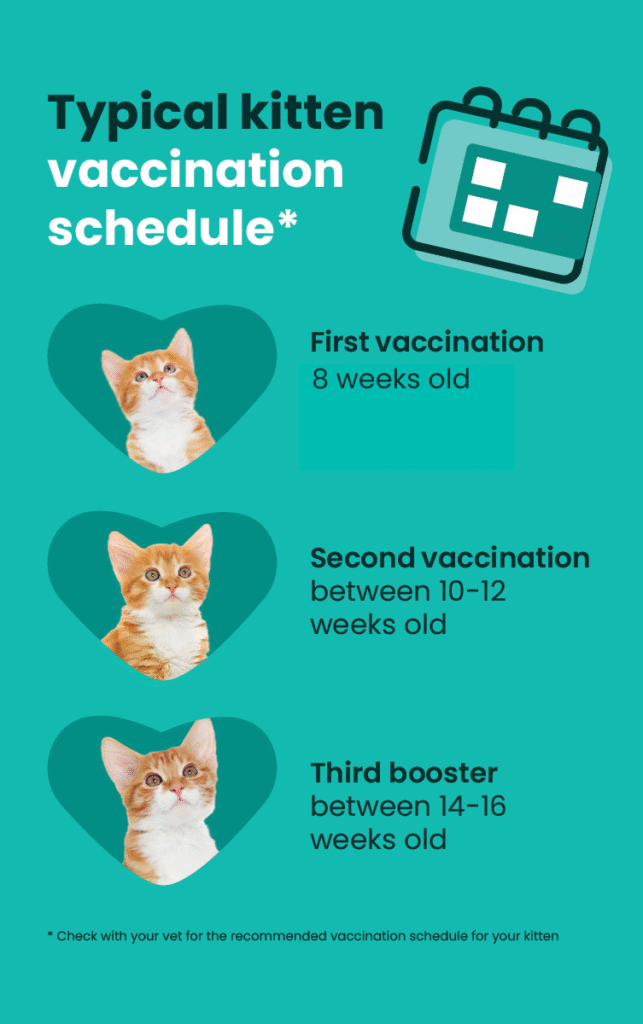 Kitten vaccination schedule