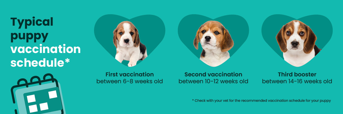 Puppy vaccination schedule