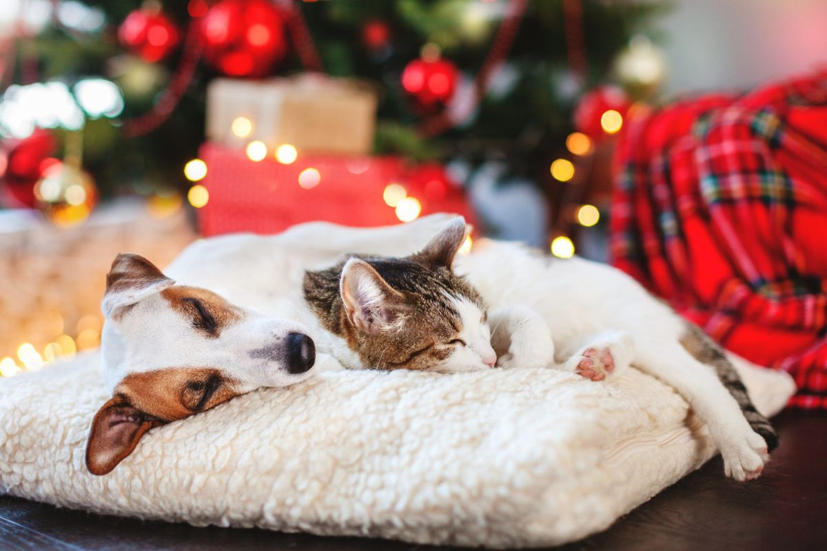 Dog and cat sleeping under the Christmas tree