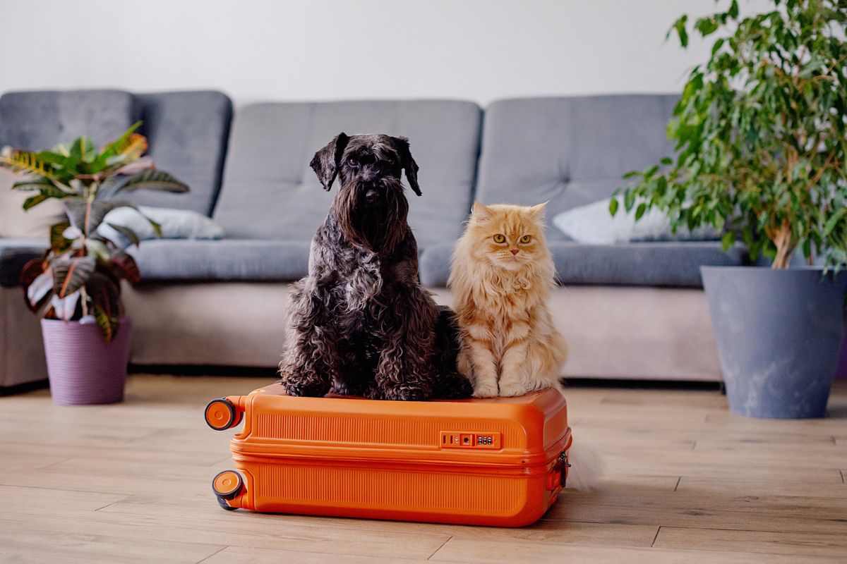 Dog and cat sitting on top of a suitcase