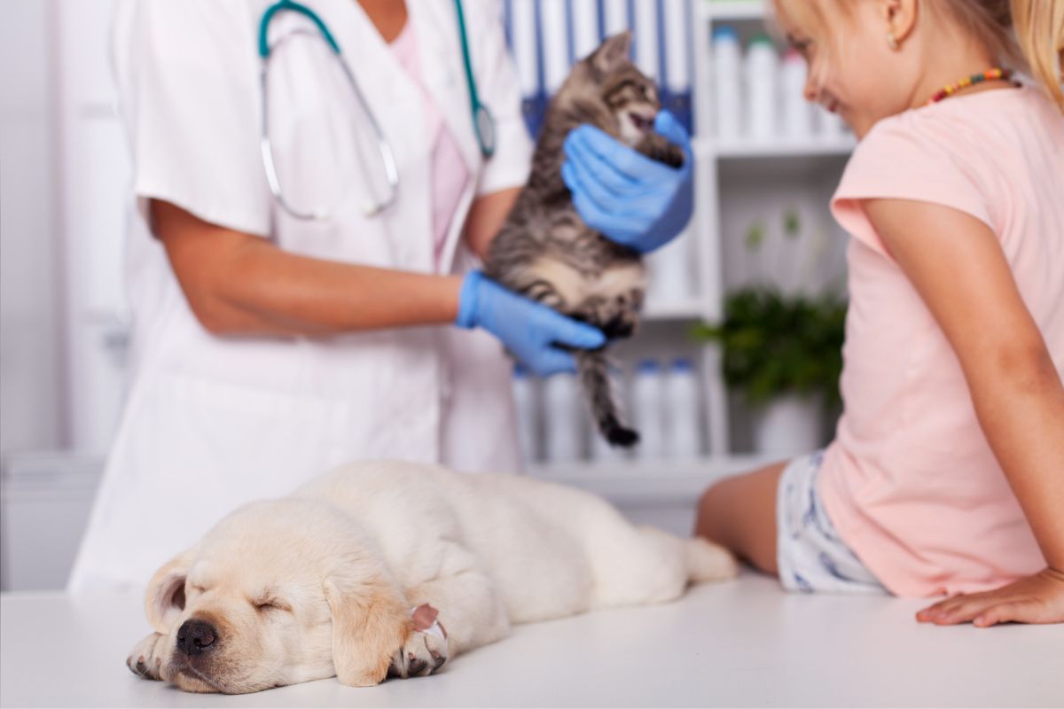 Puppy and kitten first vet visit