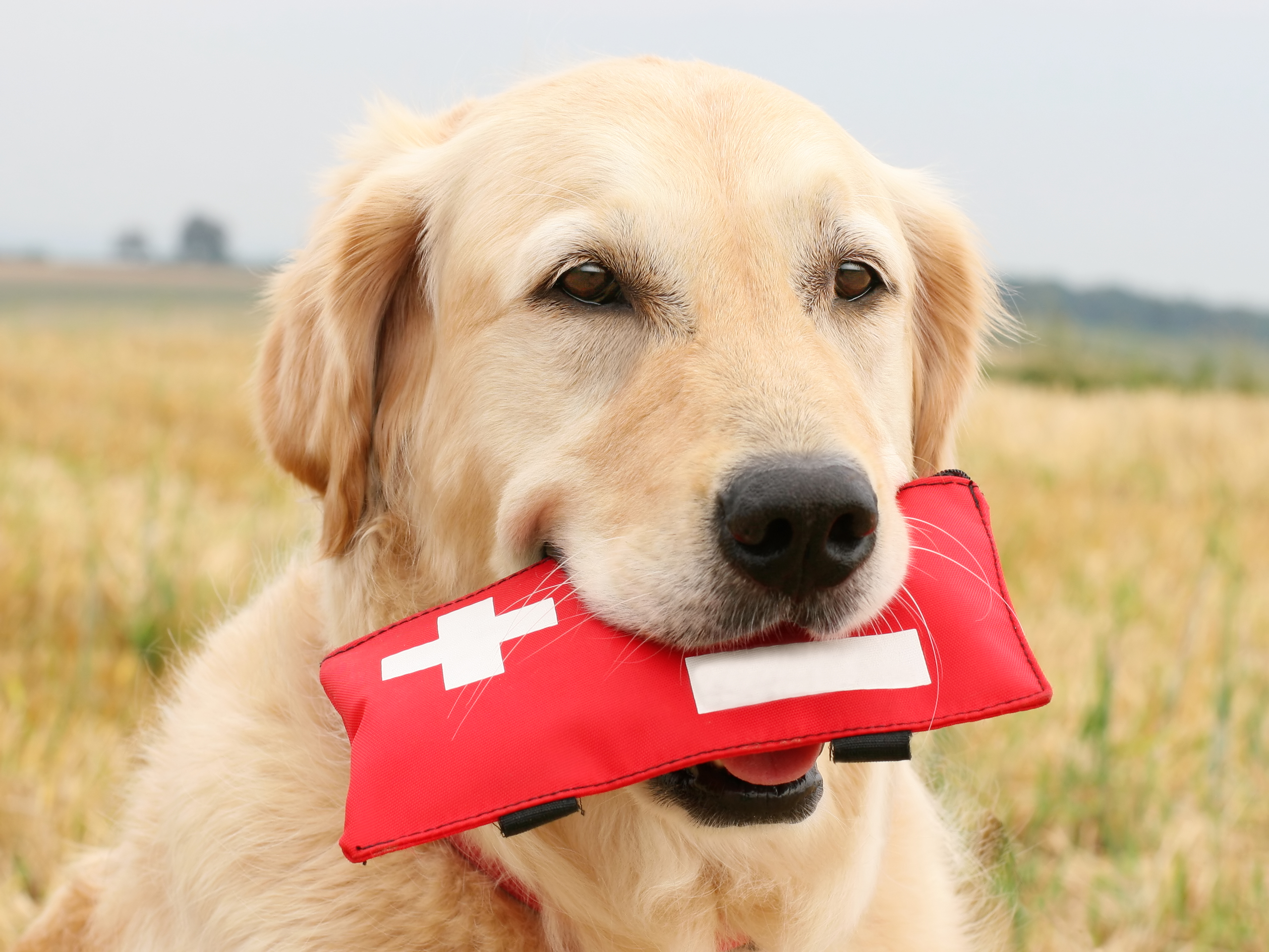 Dog carrying a first aid kit in it's mouth