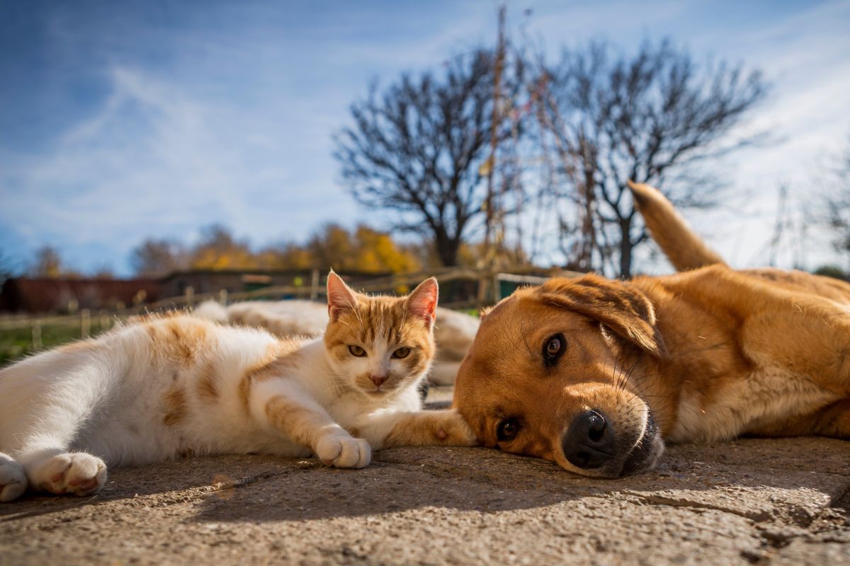 Dog and cat sunbaking