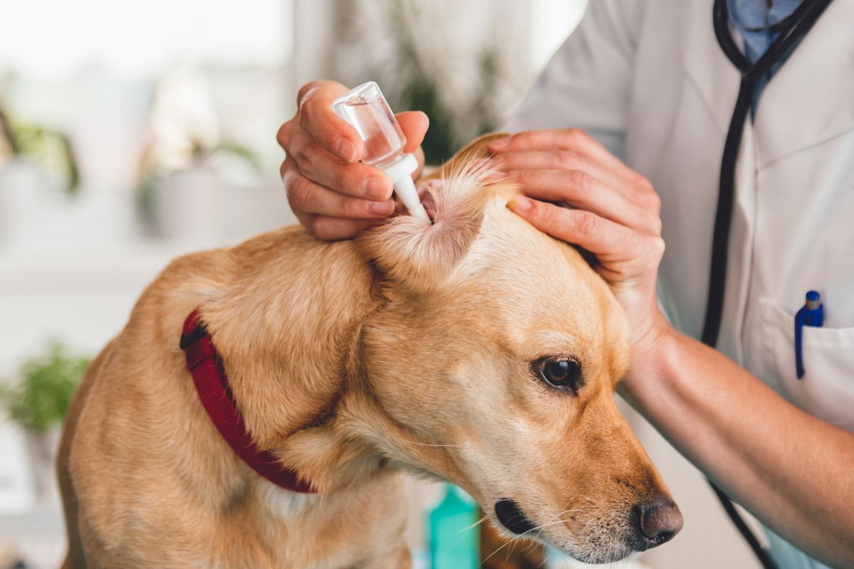 Dog having drops put in its ear