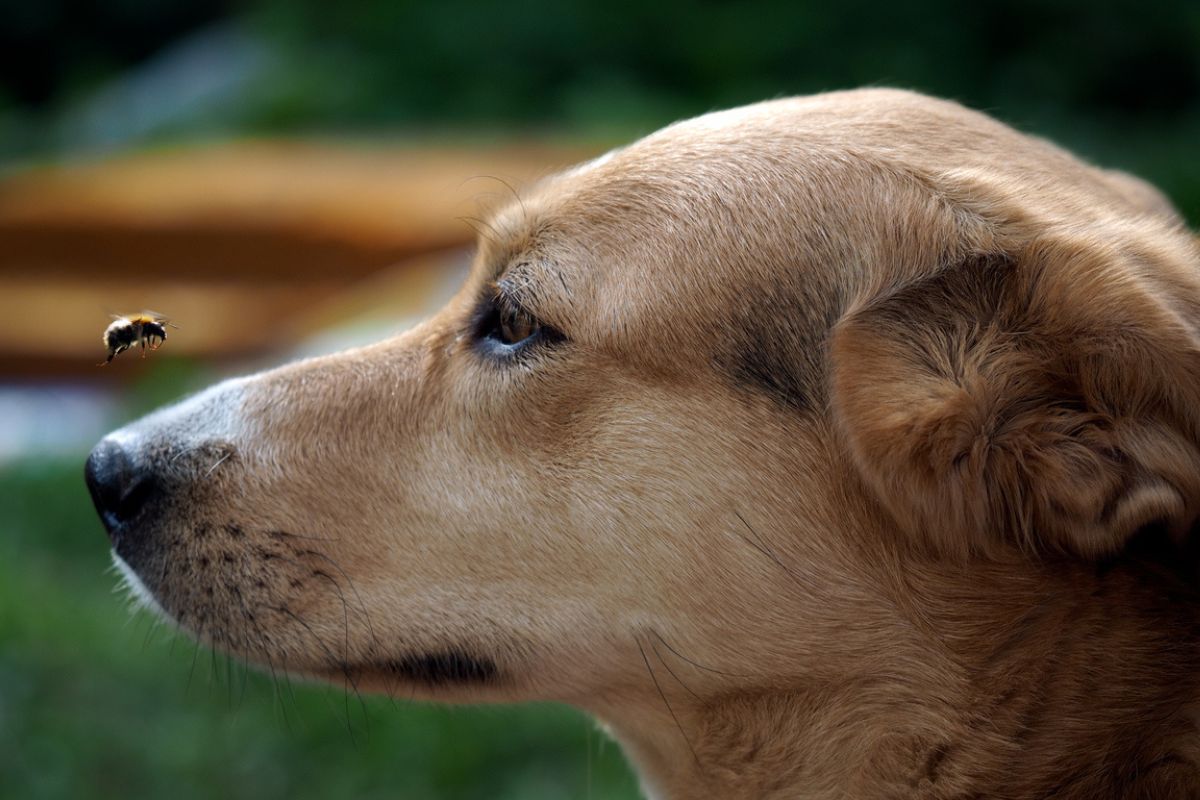 Dog with bee