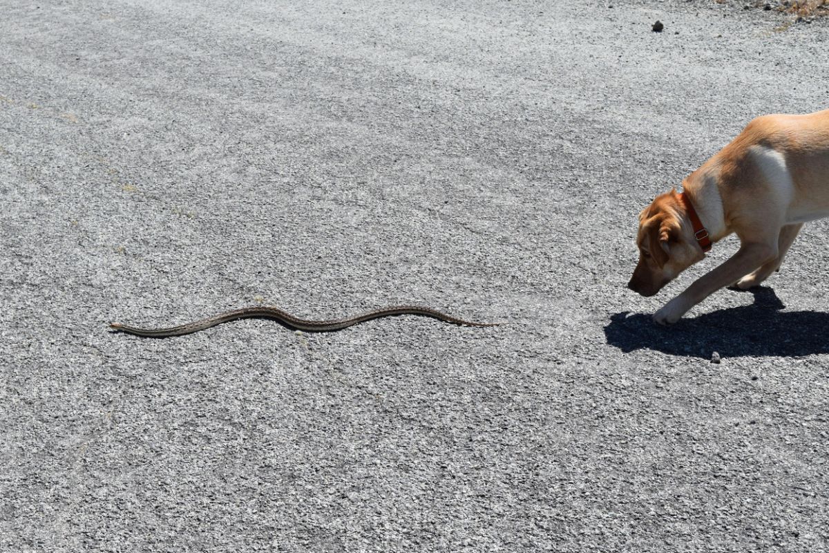 Dog sniffing a snake