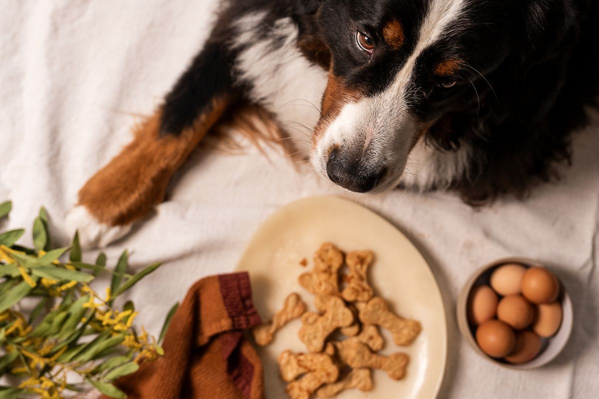 Dog with peanut butter dog biscuits