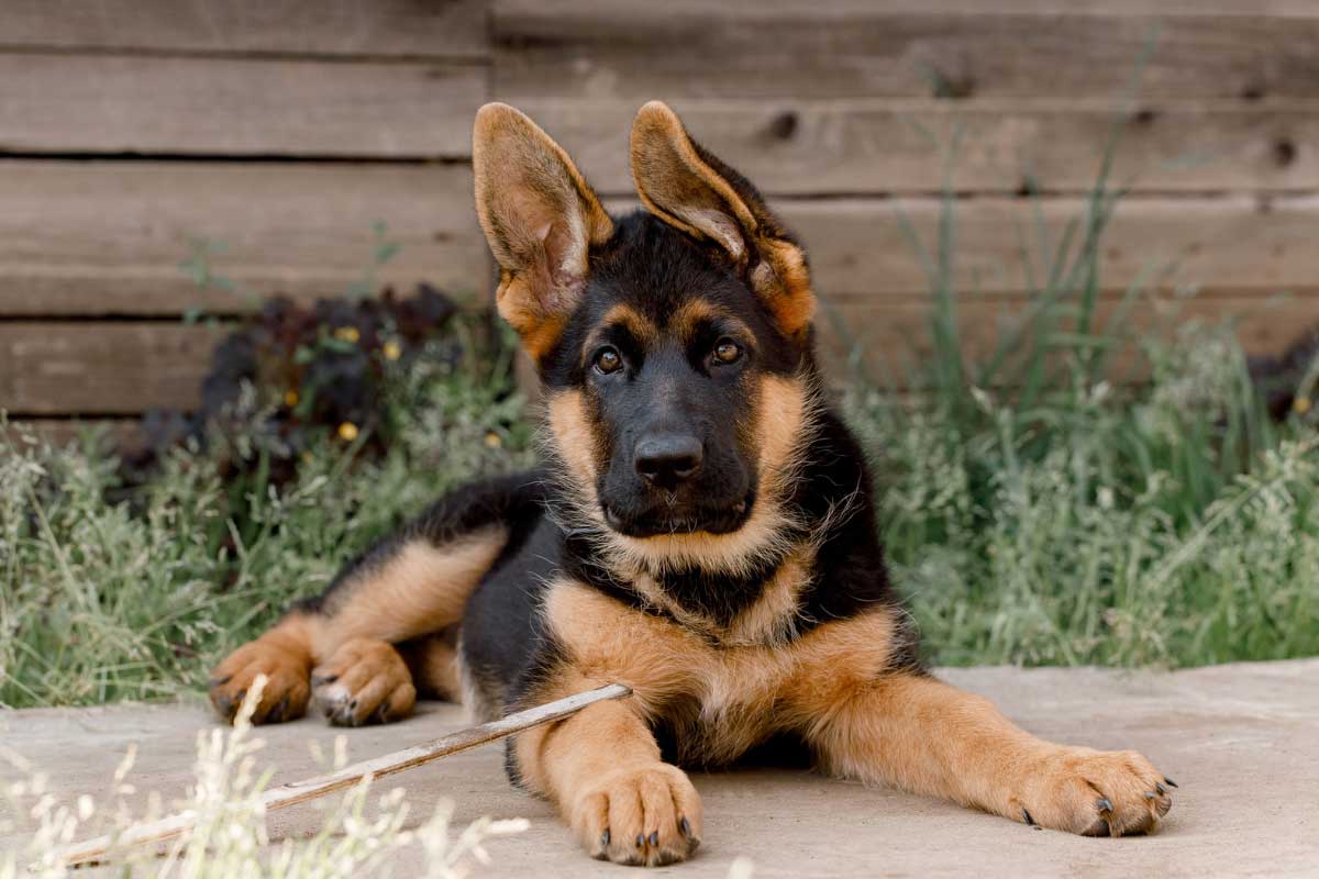 German Shepherd puppy
