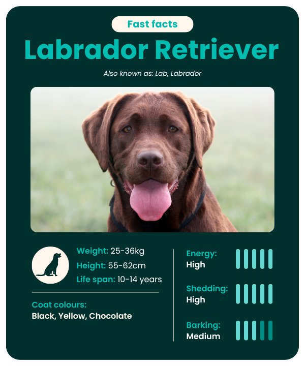 Labrador Retriever fast facts