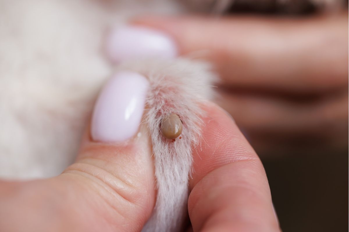 Paralysis tick on pet