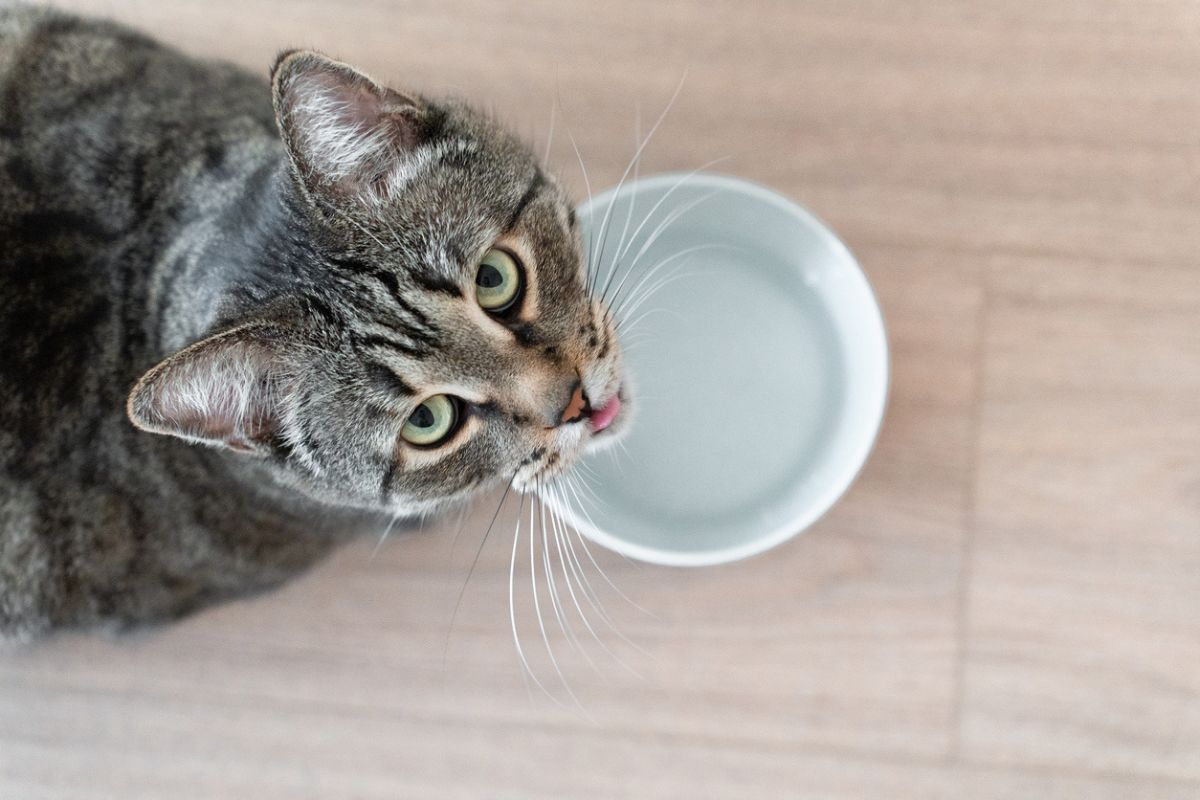 Cat drinking from water bowl