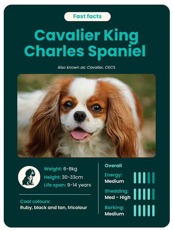 Cavalier_fast_facts Cavalier King Charles Spaniel breed guide - fast facts