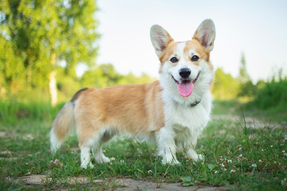 Corgi Corgi