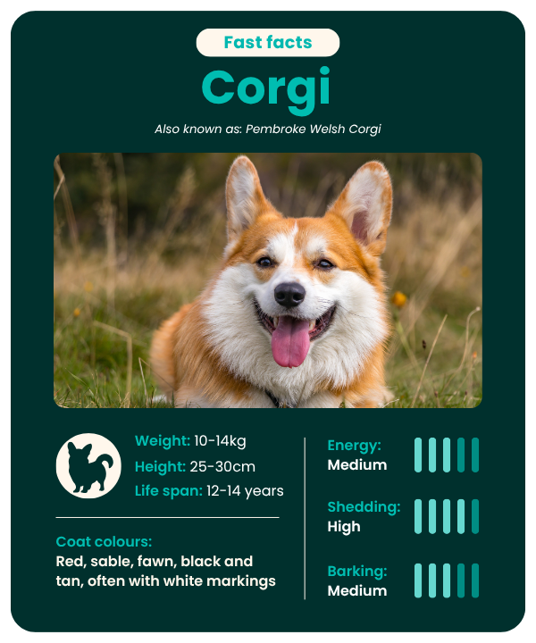 Corgi_fast_facts Corgi dog breed guide - fast facts