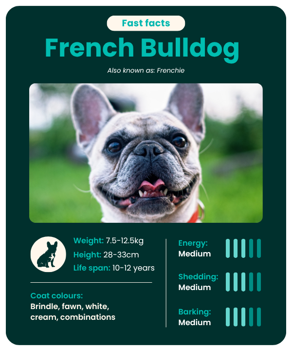 French Bulldog breed guide - fast facts