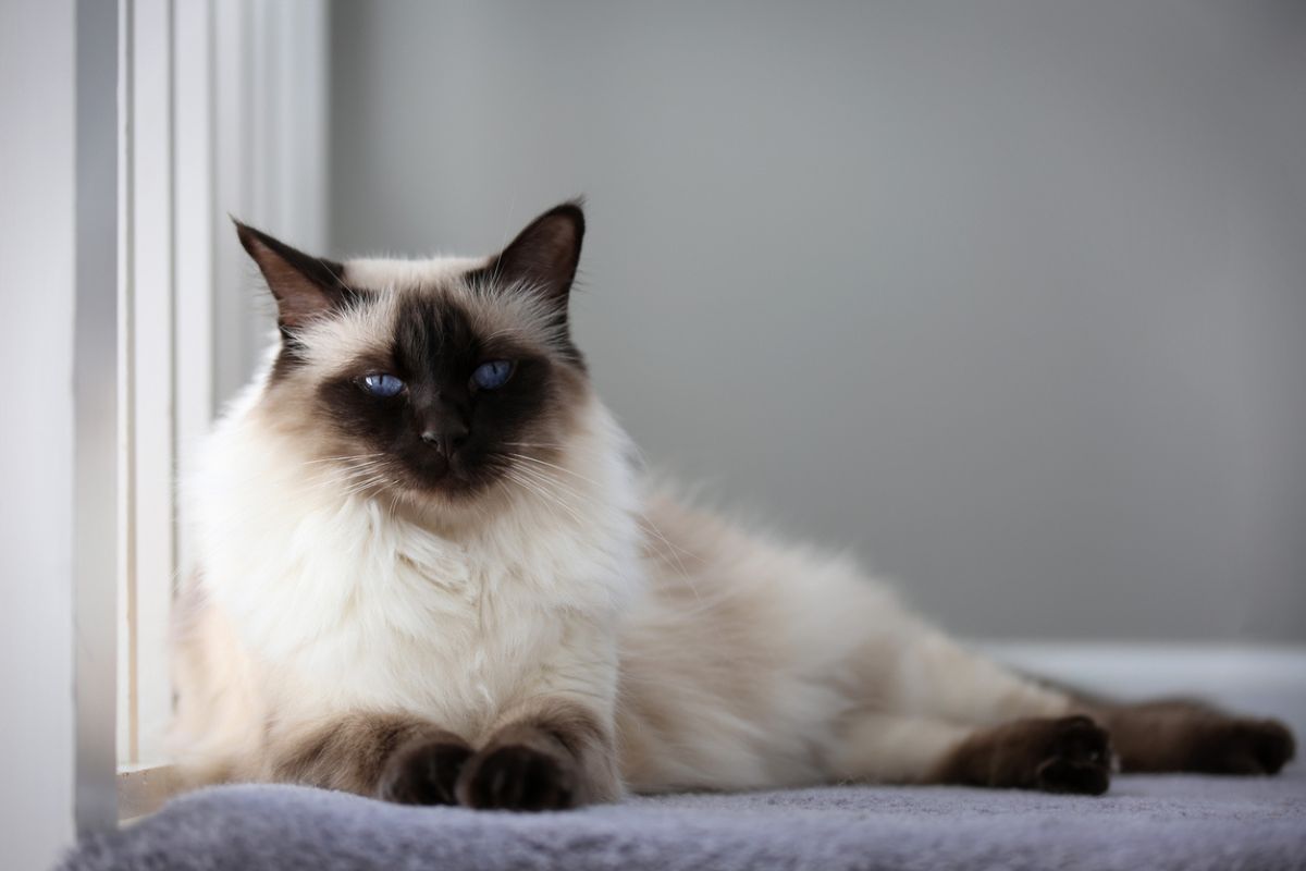 Balinese cat