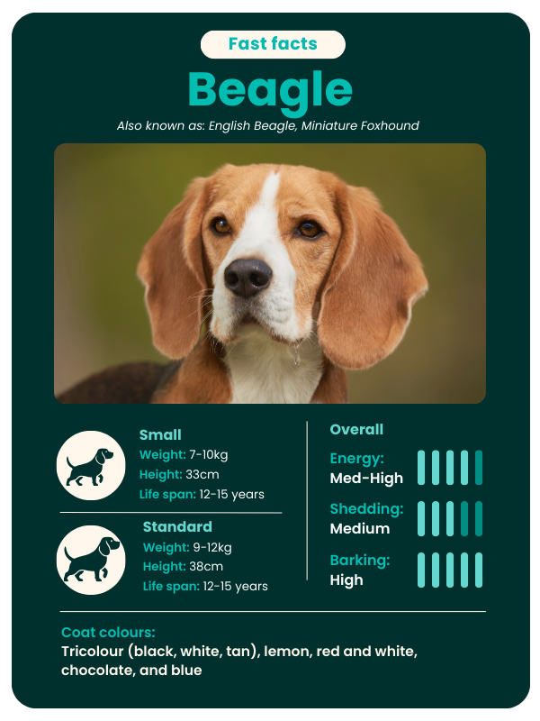 Beagle-fast-facts Beagle breed fast facts