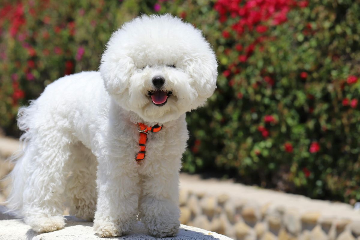 Bichon Frise dog