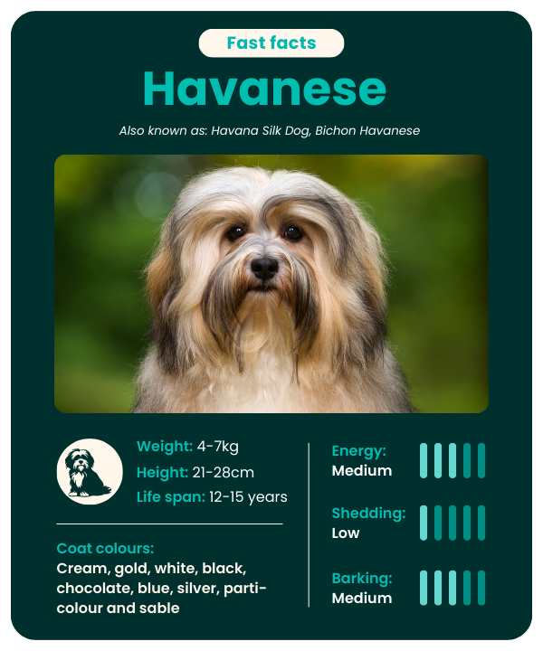 Havanese breed fast facts
