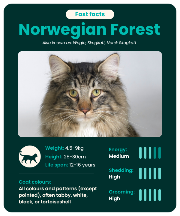 Norwegian Forest cat breed fast facts