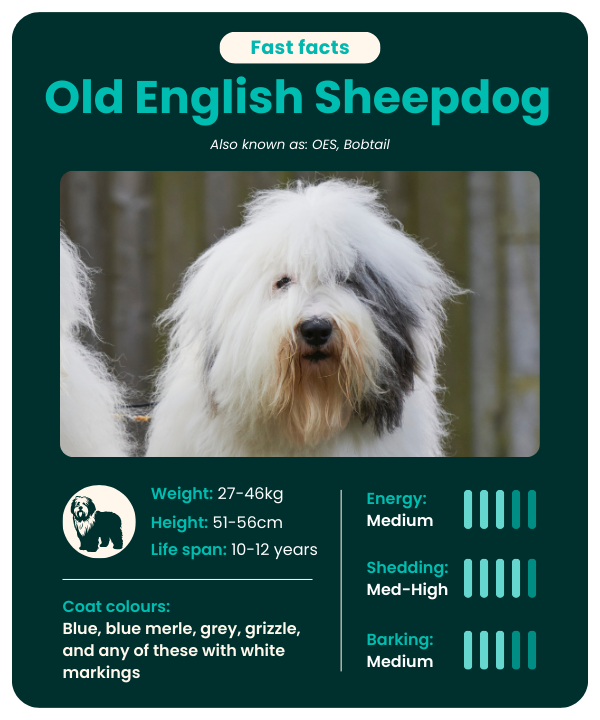 Old-English-Sheepdog-fast-facts Old English Sheepdog breed fast facts