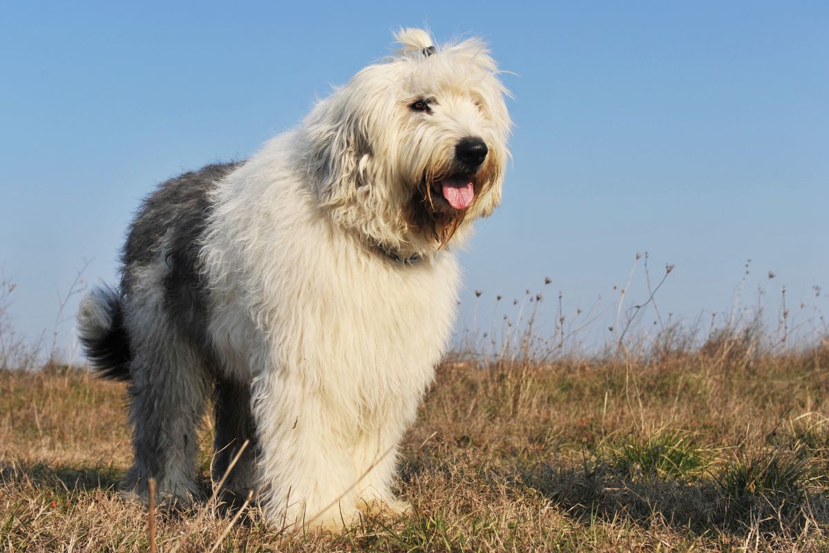 Old-English-Sheepdog