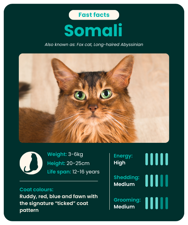 Somali-fast-facts Somali cat breed fast facts