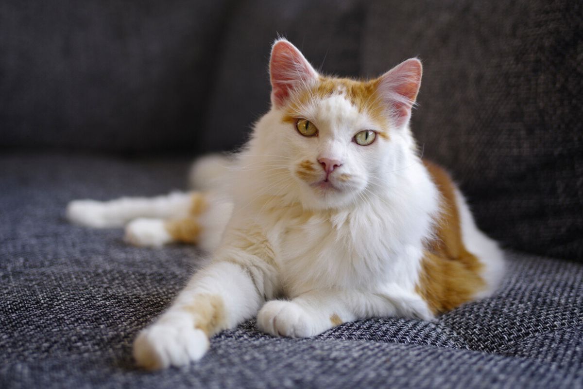 Turkish Van cat