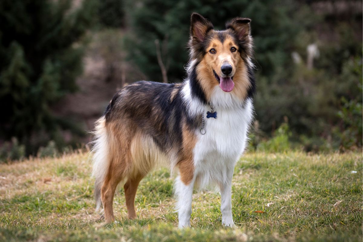Rough Collie dog