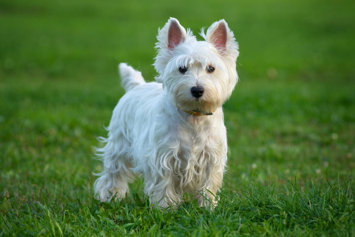 West Highland Terrier dog