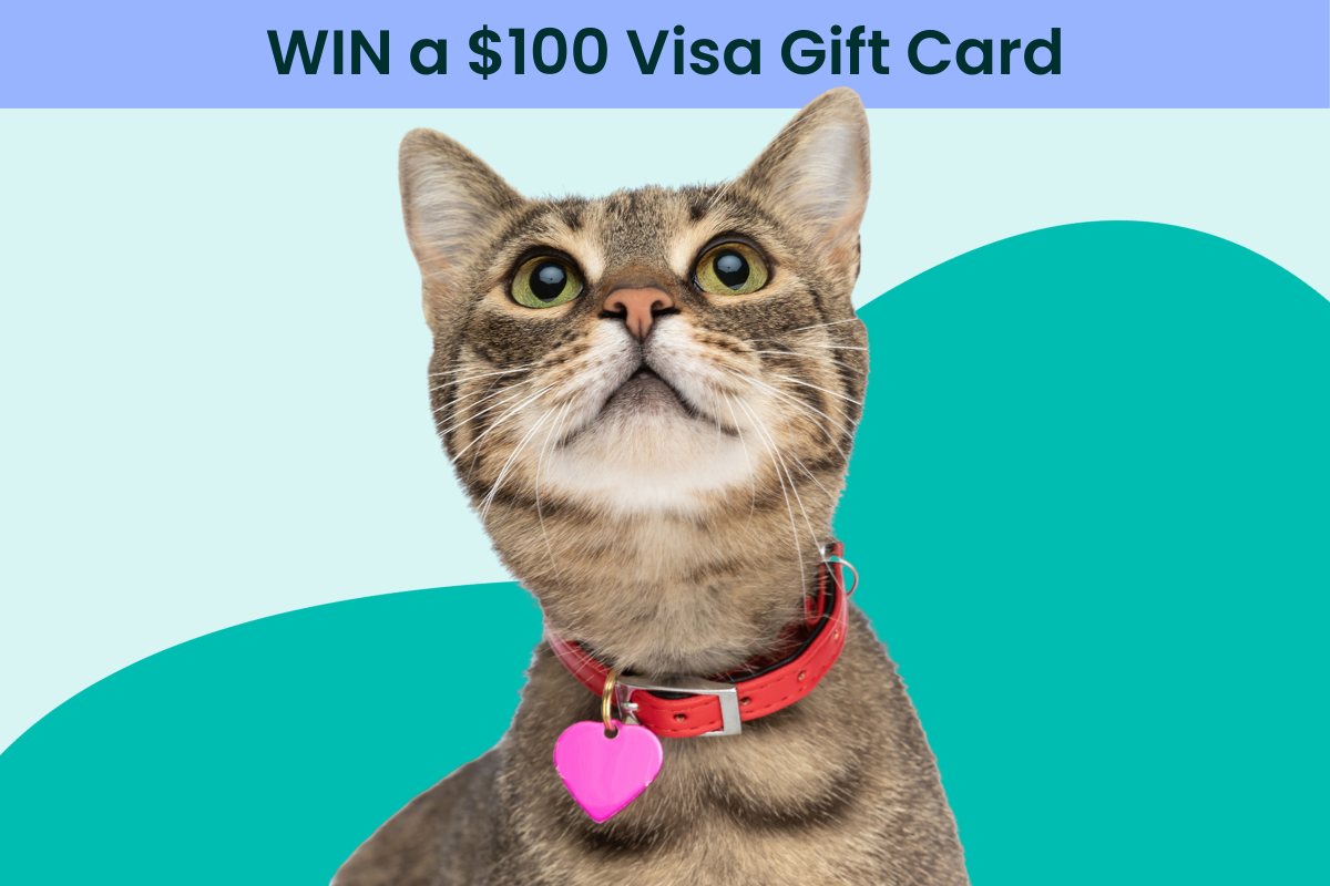 Win a $100 Visa gift card
