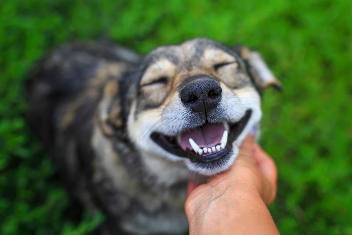 Dog smiling
