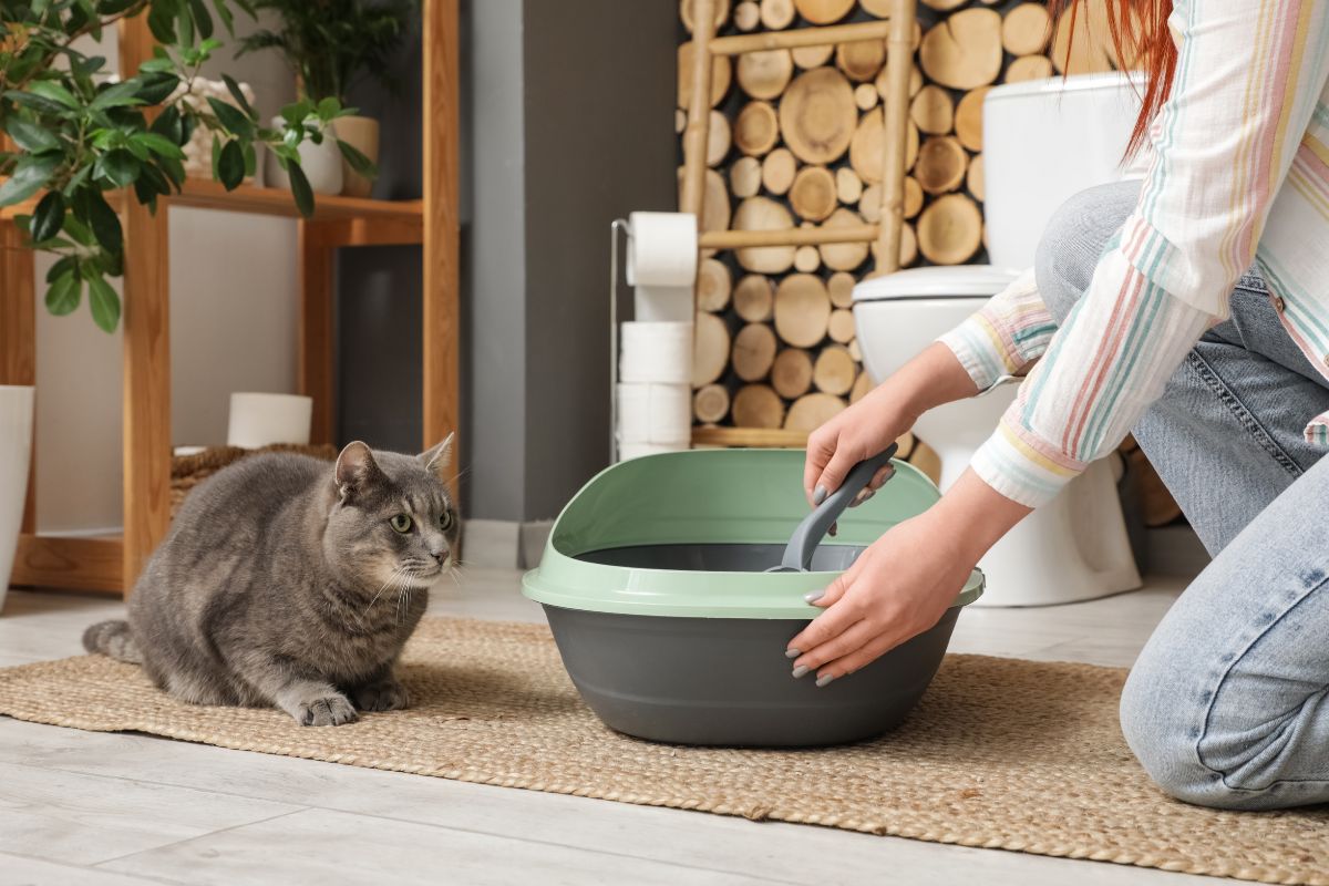 Cleaning-litter-box Lady cleaning cat litter box