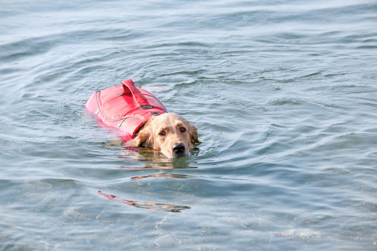 Dog swimming wearing a life jacket