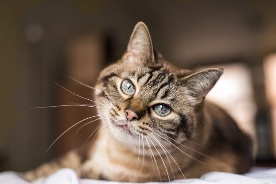 Arthritis Quiz for Cats