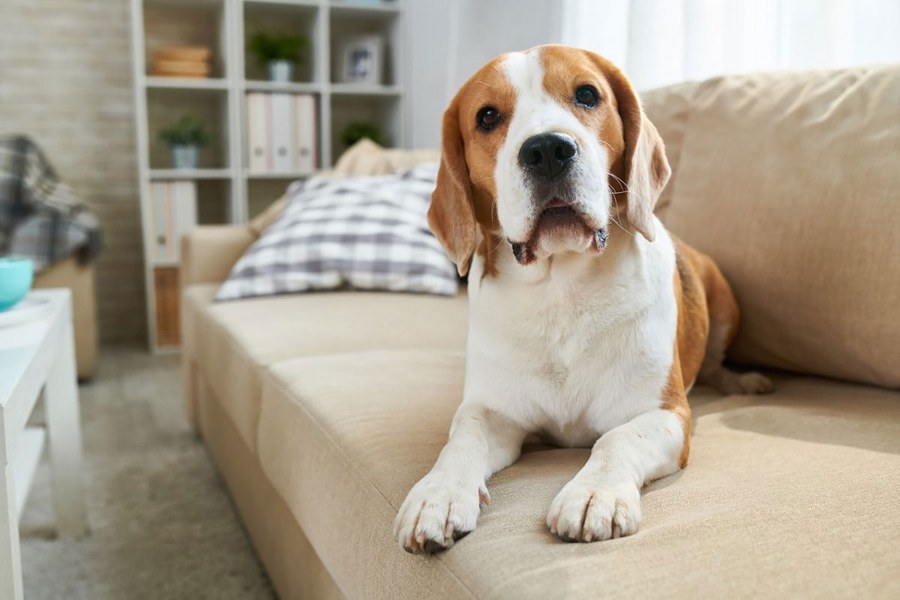 Arthritis Quiz for Dogs