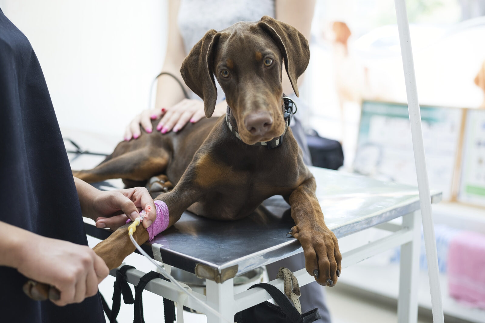 Dog Desexing Recovery: Caring for Your Dog at Home