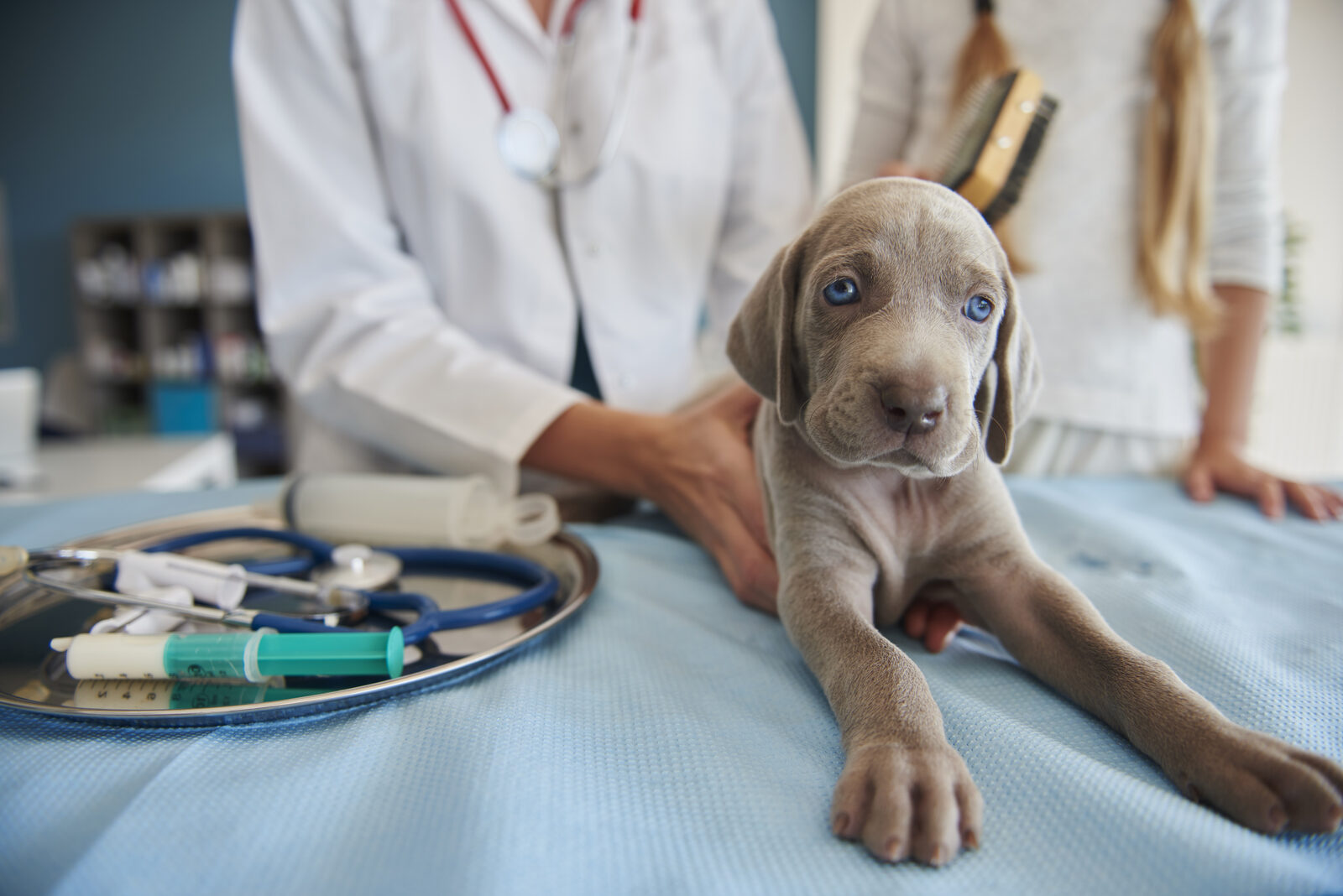 General Post – Surgery Care: Caring for Your Pet at Home