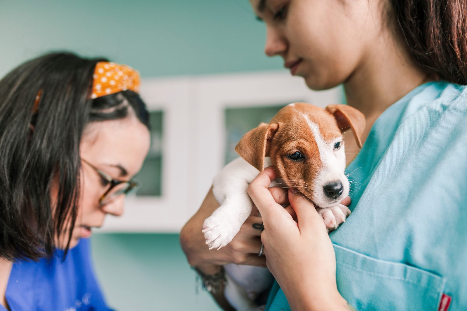 Helping Nervous Pets