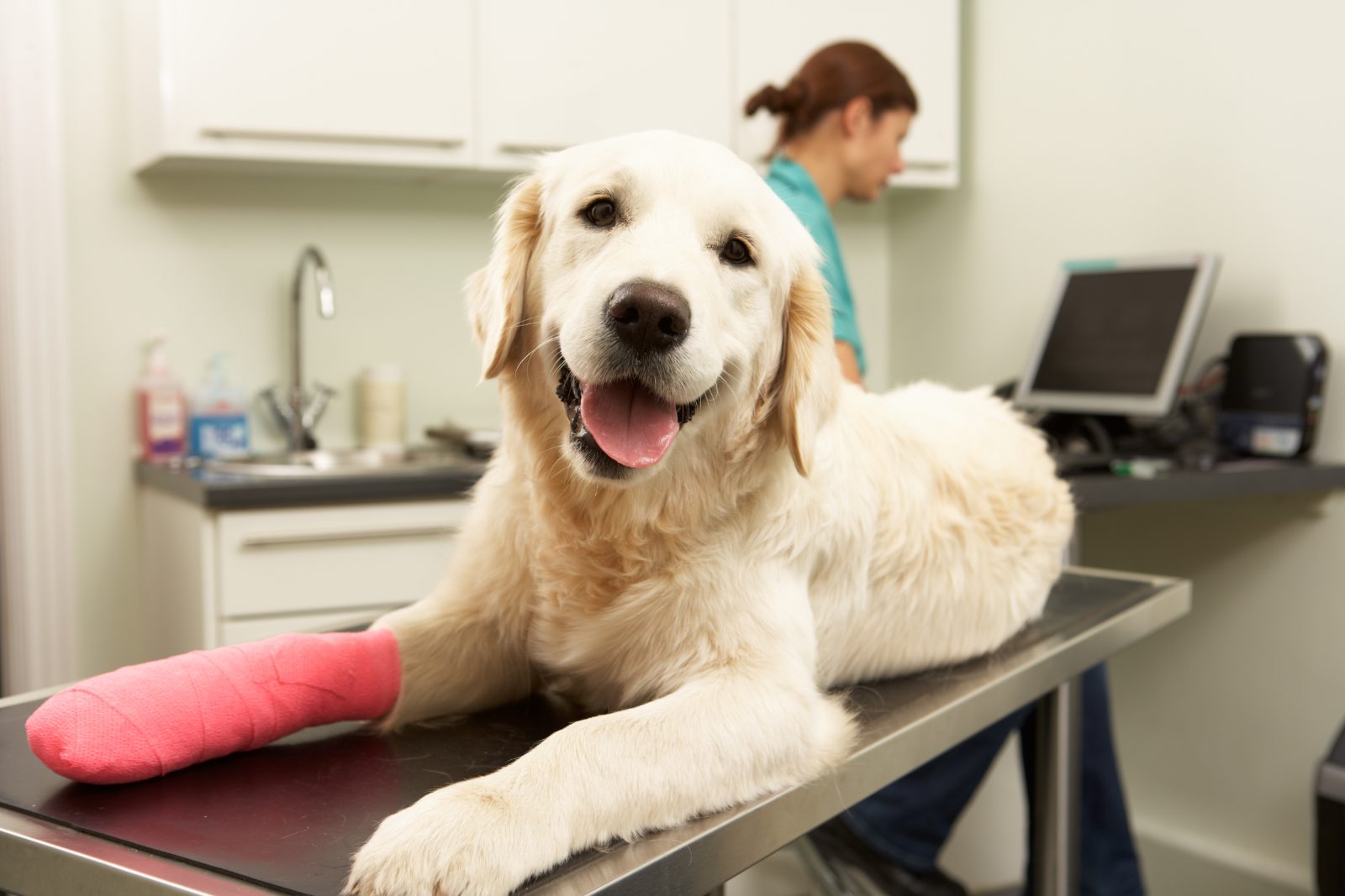 Orthopaedic Surgery Recovery: Caring for Your Pet at Home