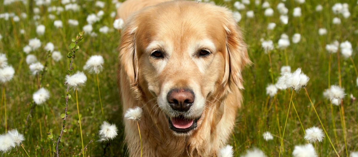 Golden retriever in a spring meadow