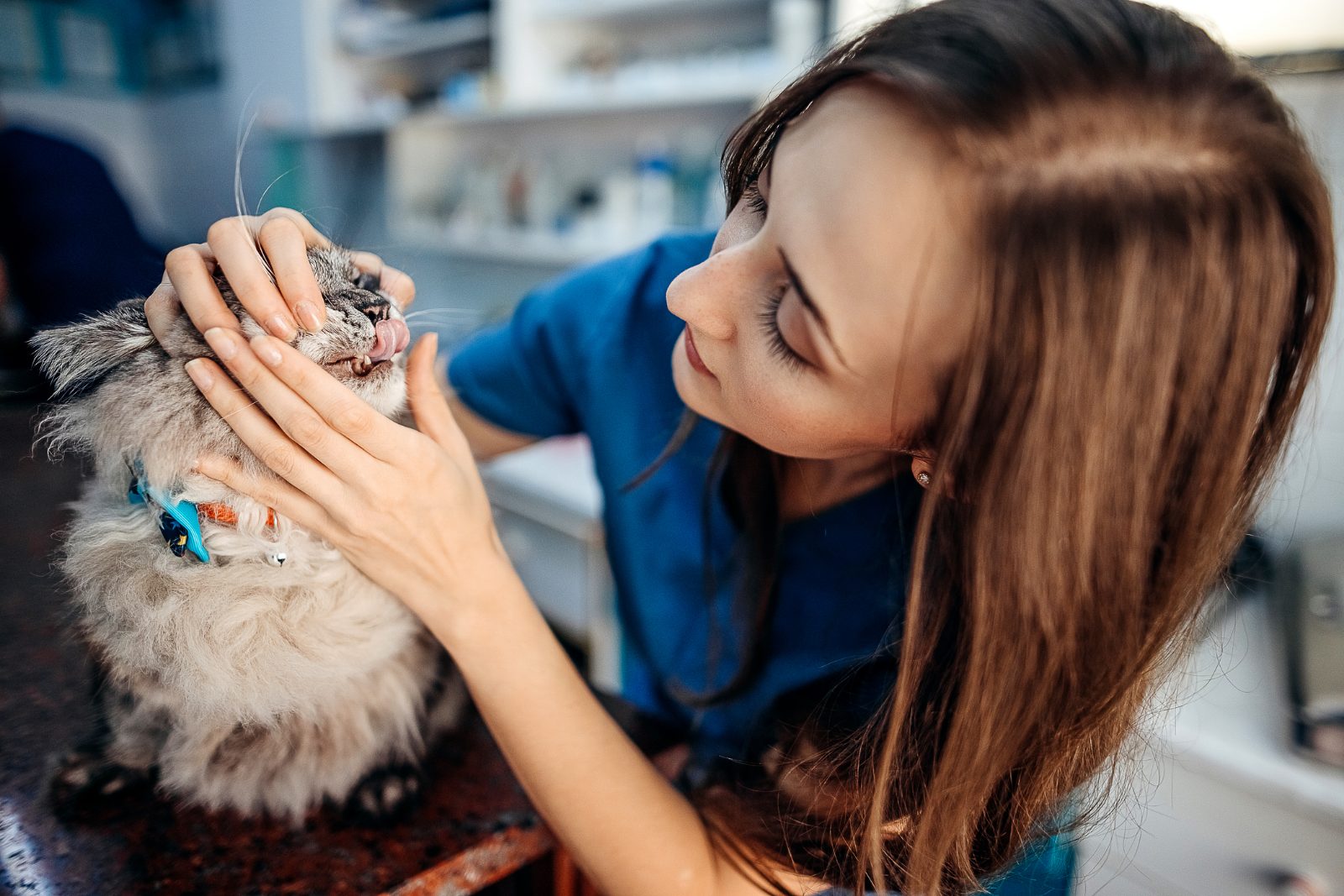 Dental Procedure Recovery: Caring for Your Pet at Home